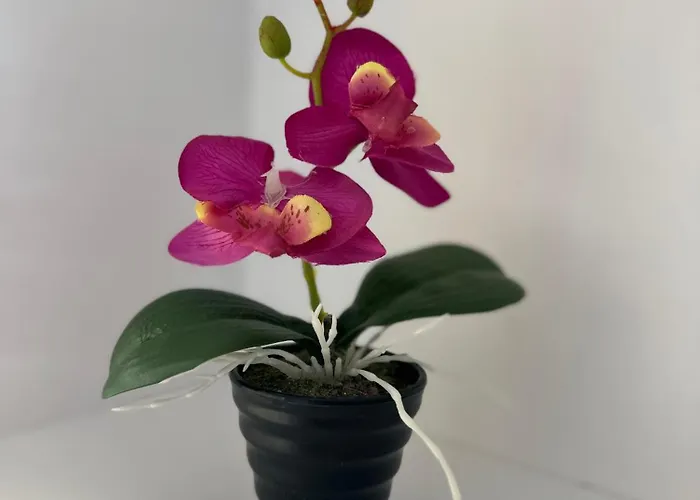 Gafko Currila * Durrës