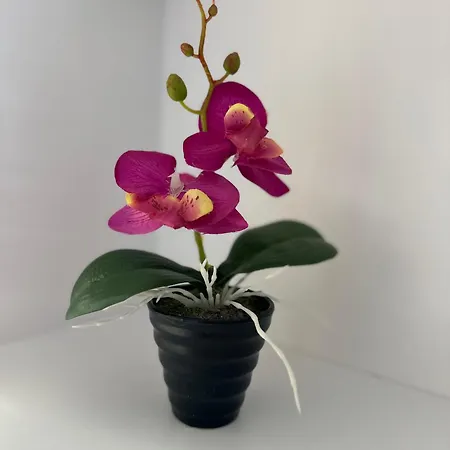 Gafko Currila * Durres